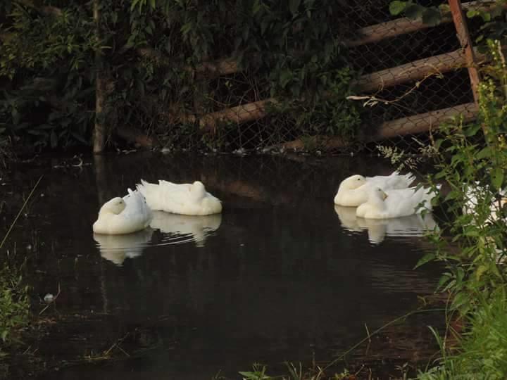Floare De Maramures 2 Sighetu Marmaţiei Dış mekan fotoğraf
